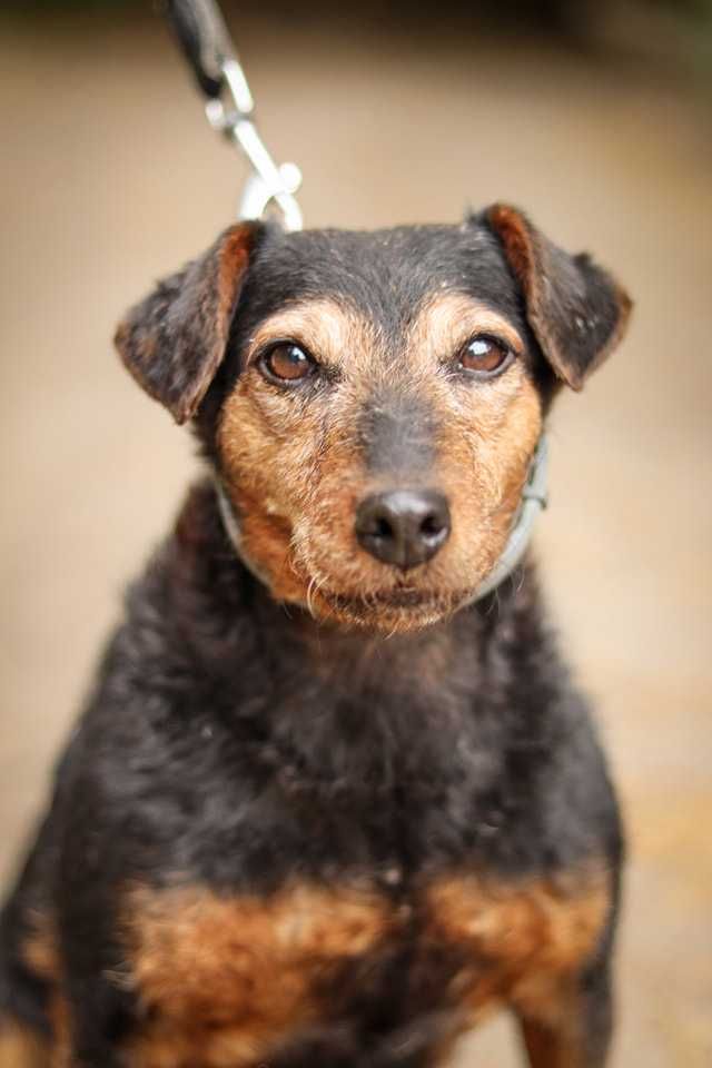 Sunia terier niemiecki do adopcji