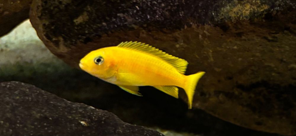 Chindongo saulosi - pyszczaki z Malawi