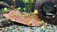 Ślimaki dekoracyjne do akwarium od  2zł pomagają w walce z glonami