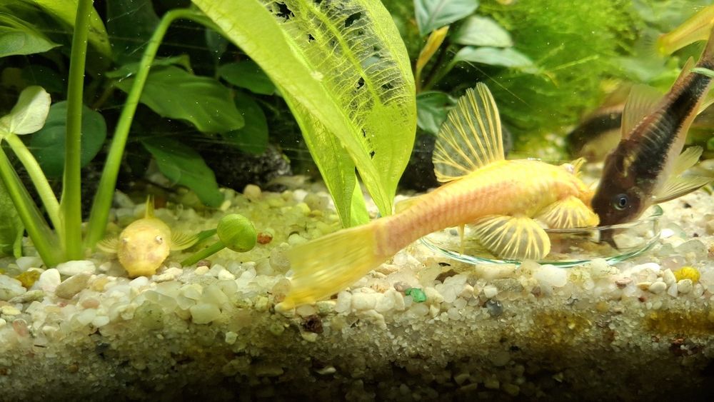 Zbrojnik niebieski Gold