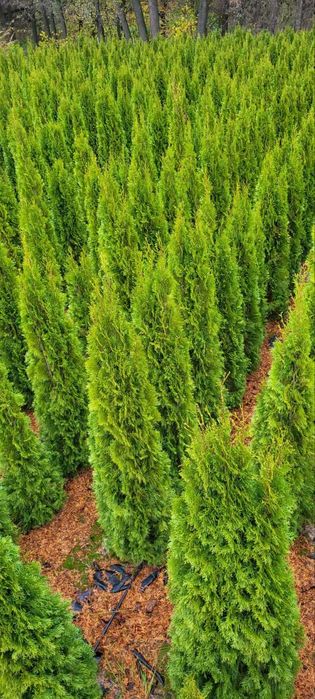 ТУЇ СМАРАГД (Smaragd) 1,8–2,2 м !Акційна ціна!