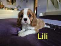 Suczka Cavalier King Charles Spaniel