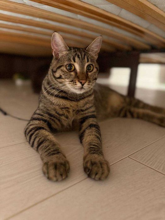 молодий кіт ,любить бавитись і муркотіти, ніжний і красивий