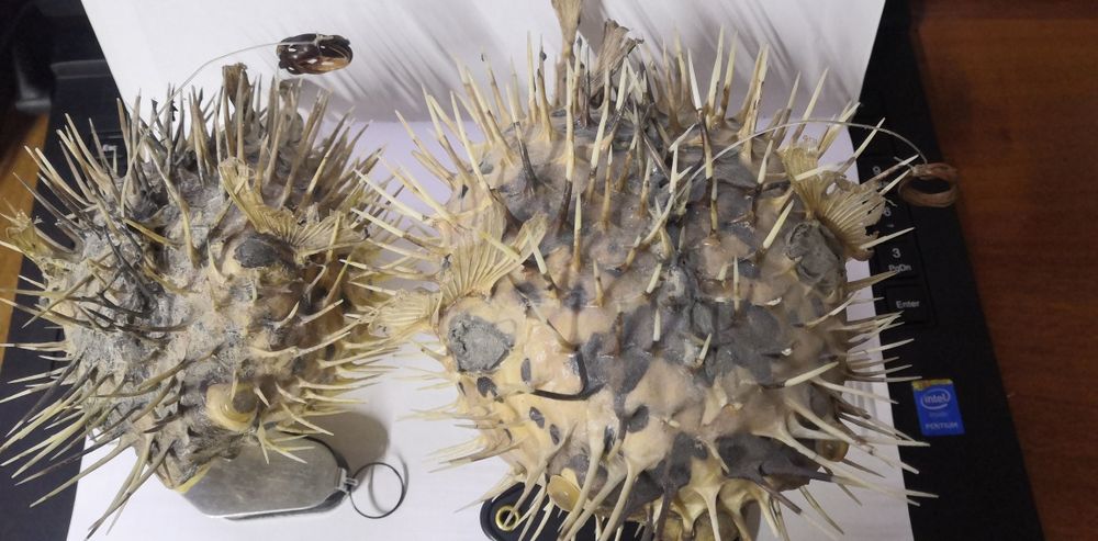 Продам чучело рыбы фугу