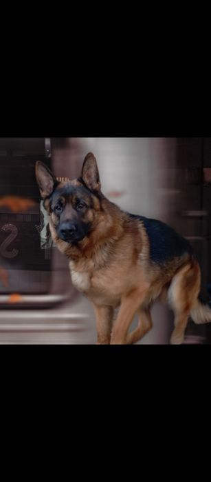 Шикарные щенки ,крупные.