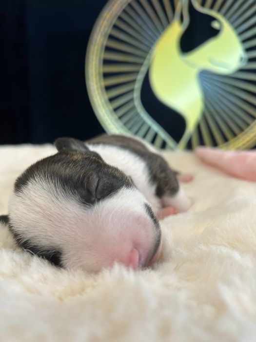 Bulterier Miniaturowy FCI ZKwP - Sunia