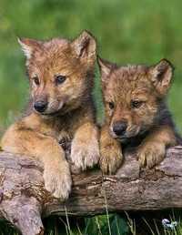 Резерв ручных волчат малышей