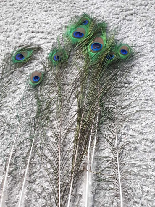 Pawie pióra piórka pawia  8szt. 35-45 cm