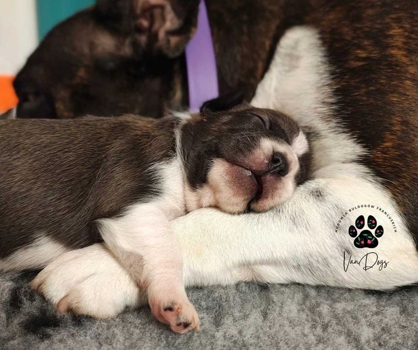 REZERWACJA Buldog francuski - ARIA- sunia