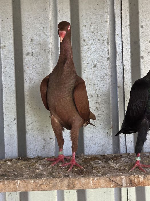 Czerwony duński Długodzioby Lotny