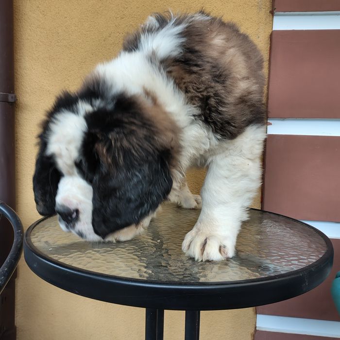 Bernardyn piesek długowłosy