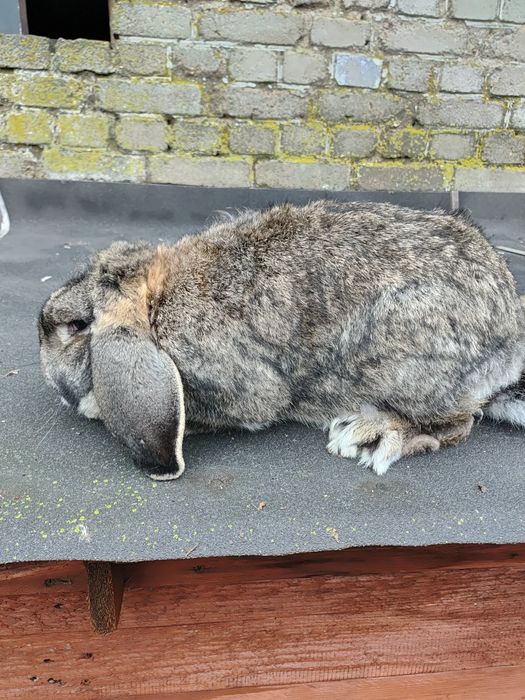 Królik Baran francuski samiec