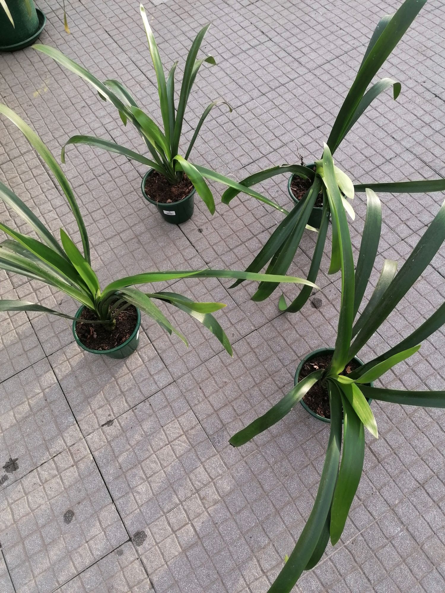 Planta clivias