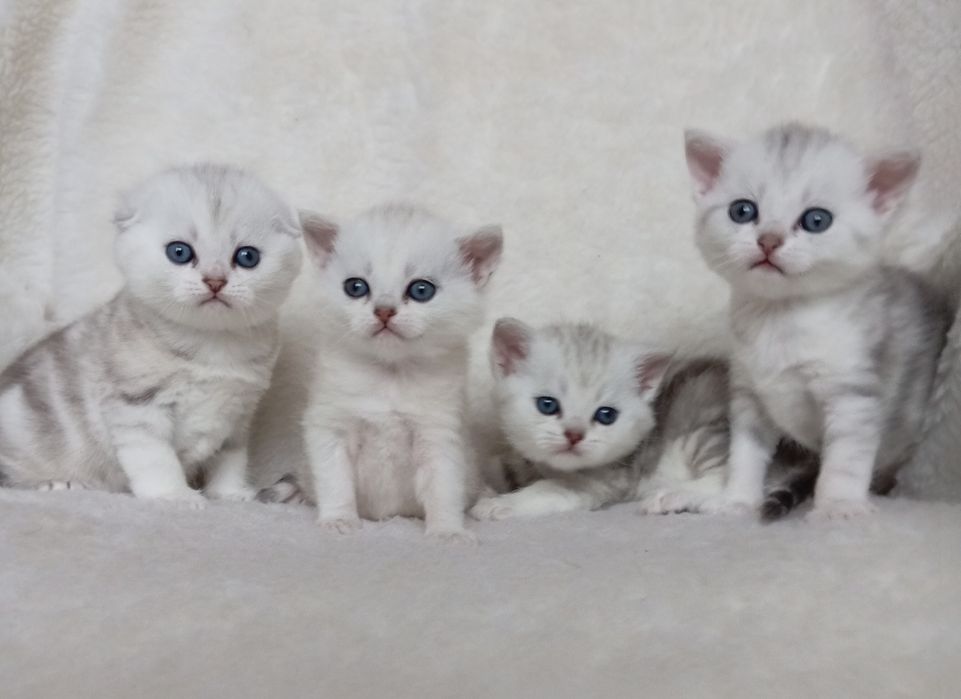 Вислоухие котята скоттиш фолд и  скоттиш страйт