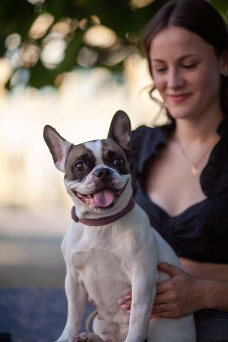 Щенки французского бульдога