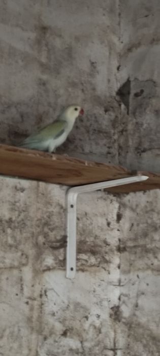 Ring necks Fêmea Adulta , Jandaya Fêmea, Aratinga sol