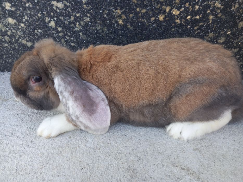 Кролики французького барана