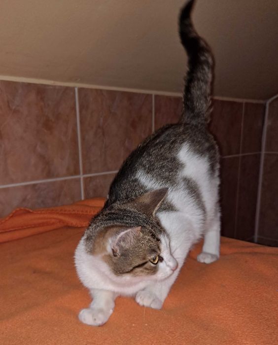 Drobniutka 2 kg koteczka do adopcji