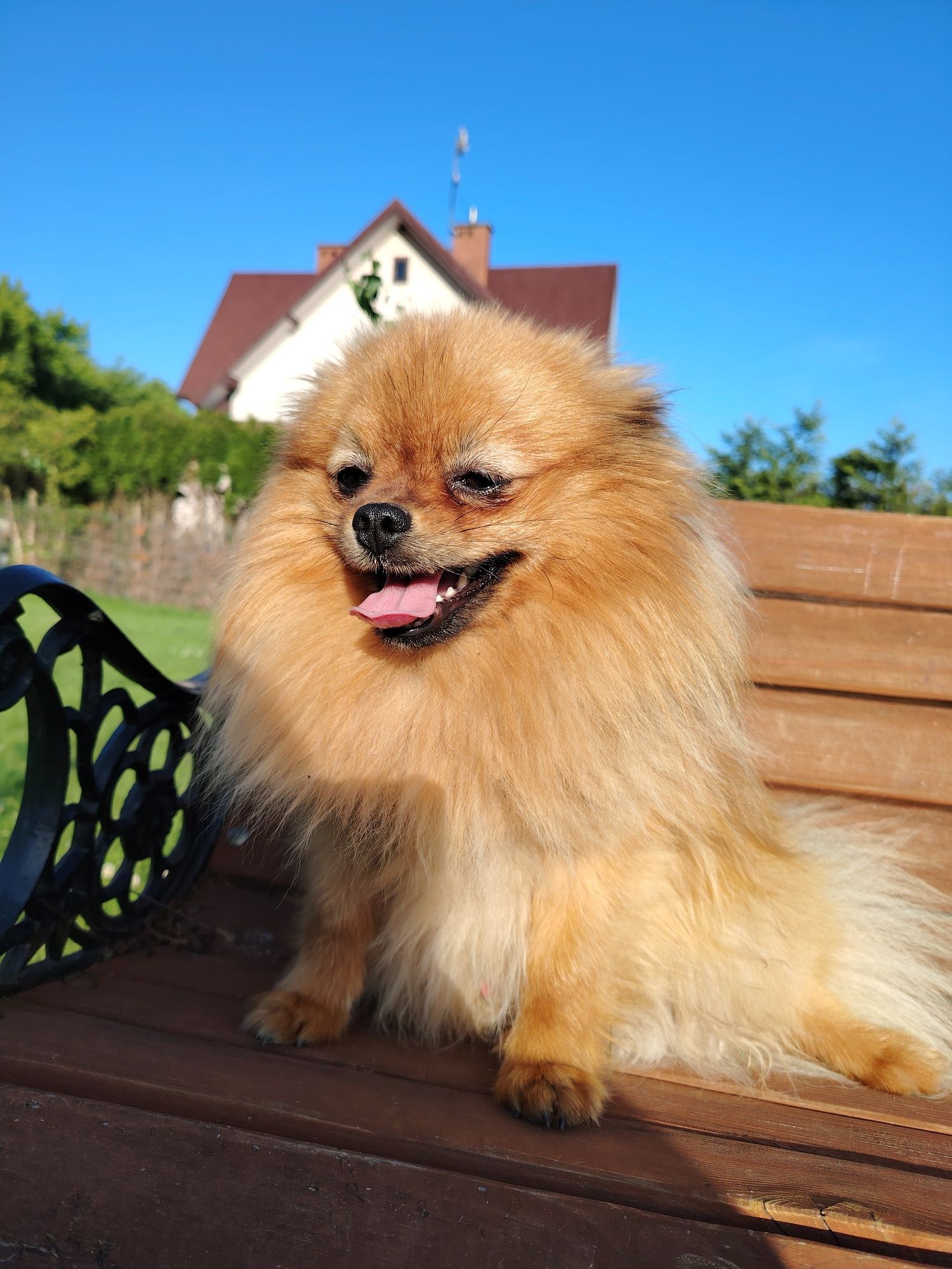 Szpic miniaturowy pomeranian
