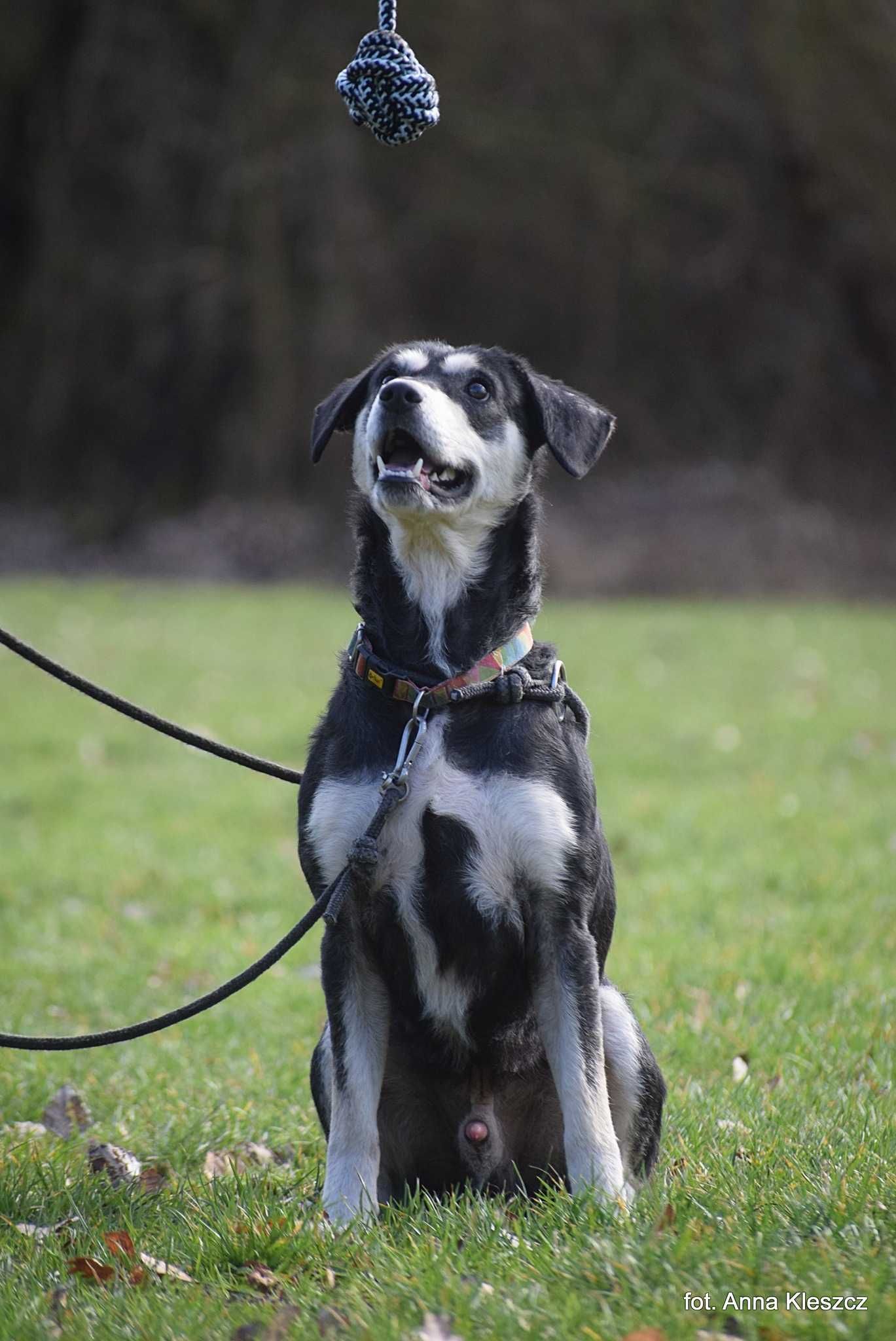 Brutus - młody mix w typie husky