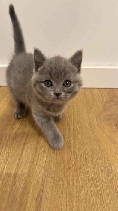 Scottish stright com 2 meses