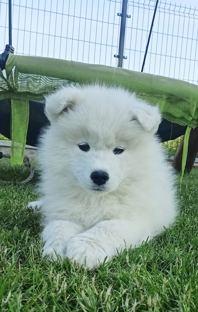 Samoyed gotowy do odbioru