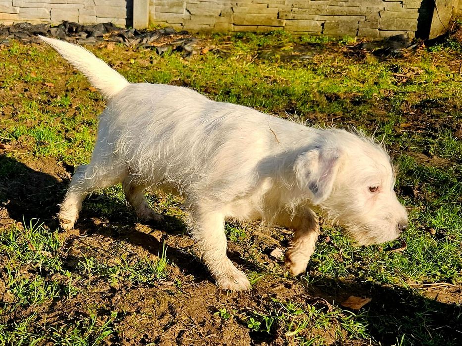 Parson Russell Terrier - dziewczynka Santi