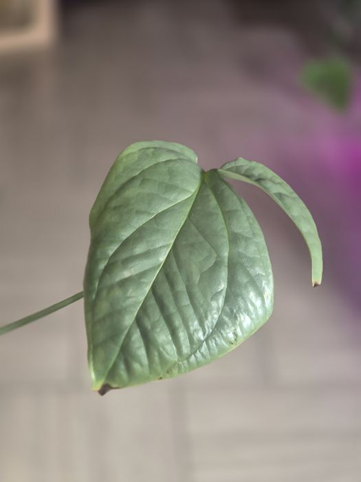 Монстера Амідріум Medium Silver