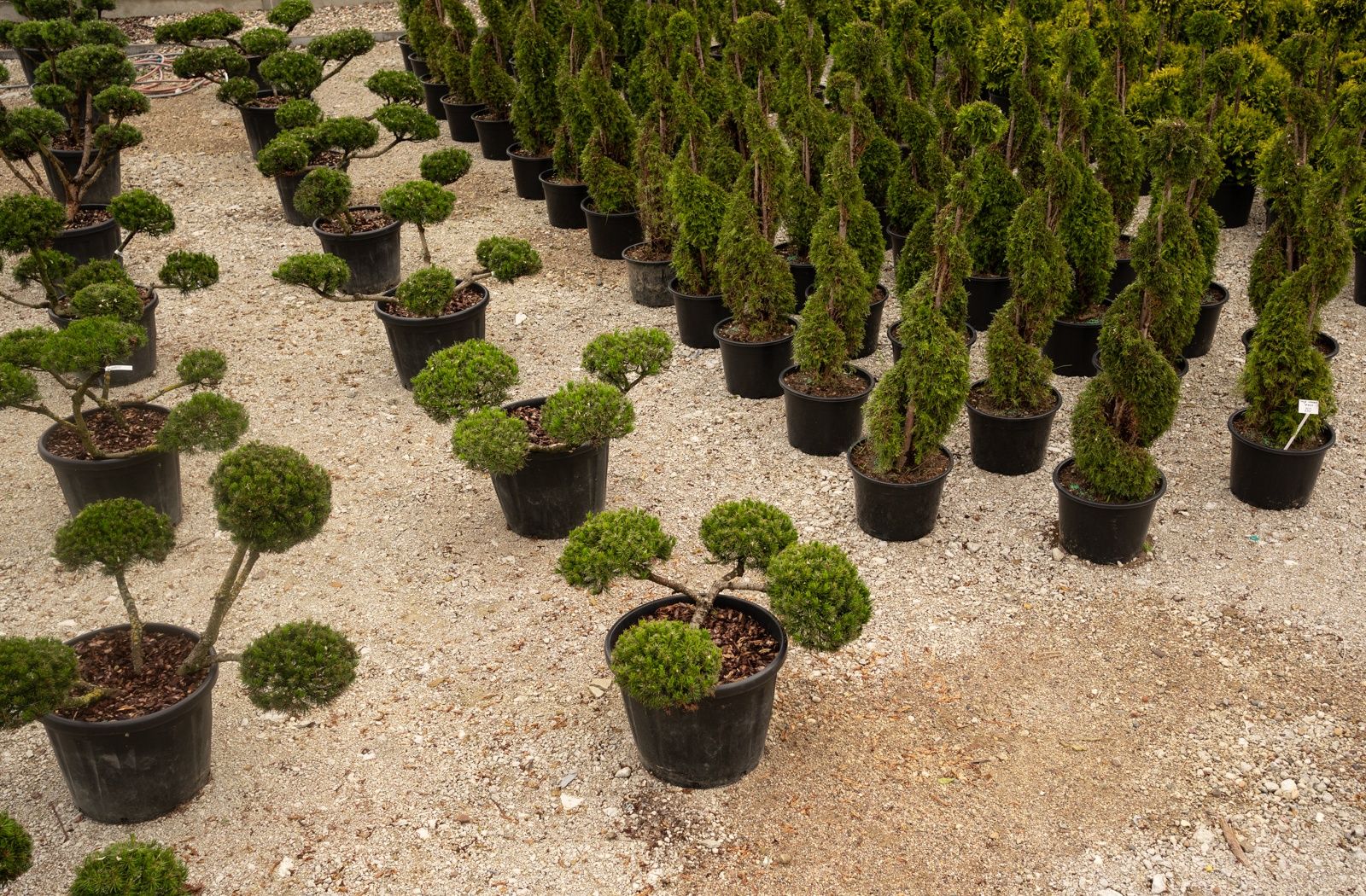 Drzewa, Krzewy, Kwiaty, Bonsai