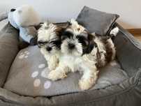 Shih Tzu szczeniaczek