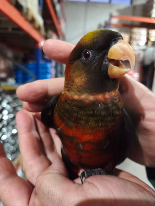 Loris Fuscata disponível