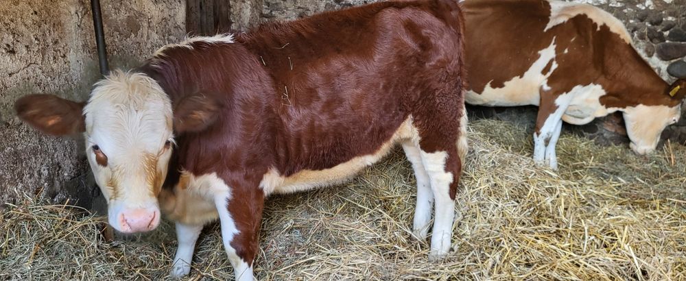 Jałówka Hereford Jałówki bydło krowy cielęta