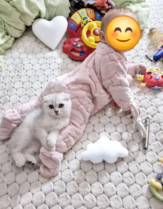 Шотландські кошенята шотландський хлопчик шиншила