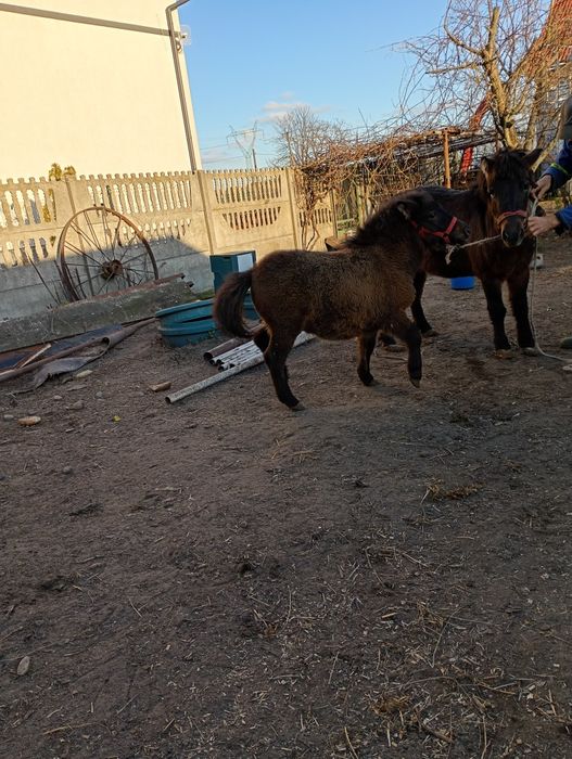 Sprzedam kucyka klacz