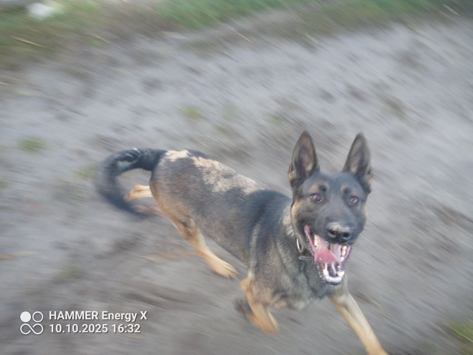 owczarek belgijski pies 10 miesięcy rodowód po szkoleniu
