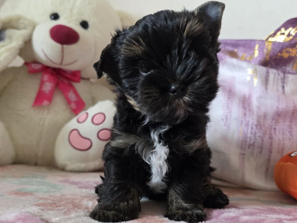Piesek Yorkshire Terrier Black and Tan