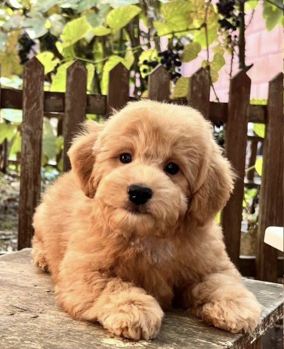 Носики Курносики Мальтипу