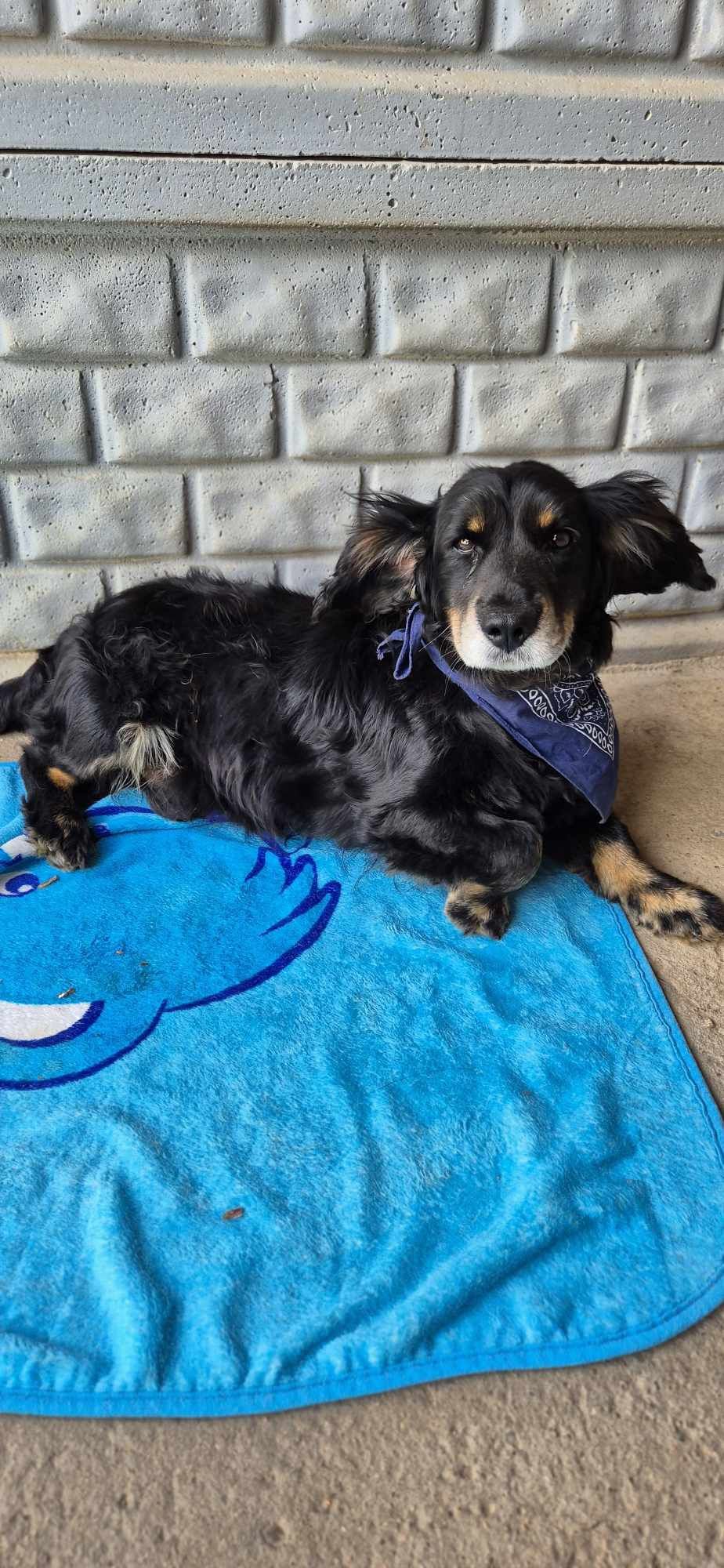 Piesek około 7 lat