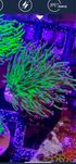 201 Euphyllia Glabrescens Green FLUOLAMPS WYSYLKI