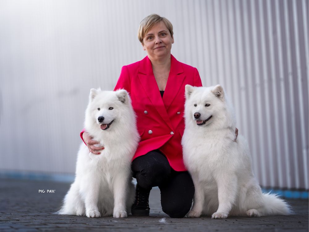 Samoyed październik 2025r ZKwP