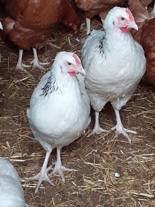 Kury Rossa 22 tyg Wysyłka Rosa Nioski