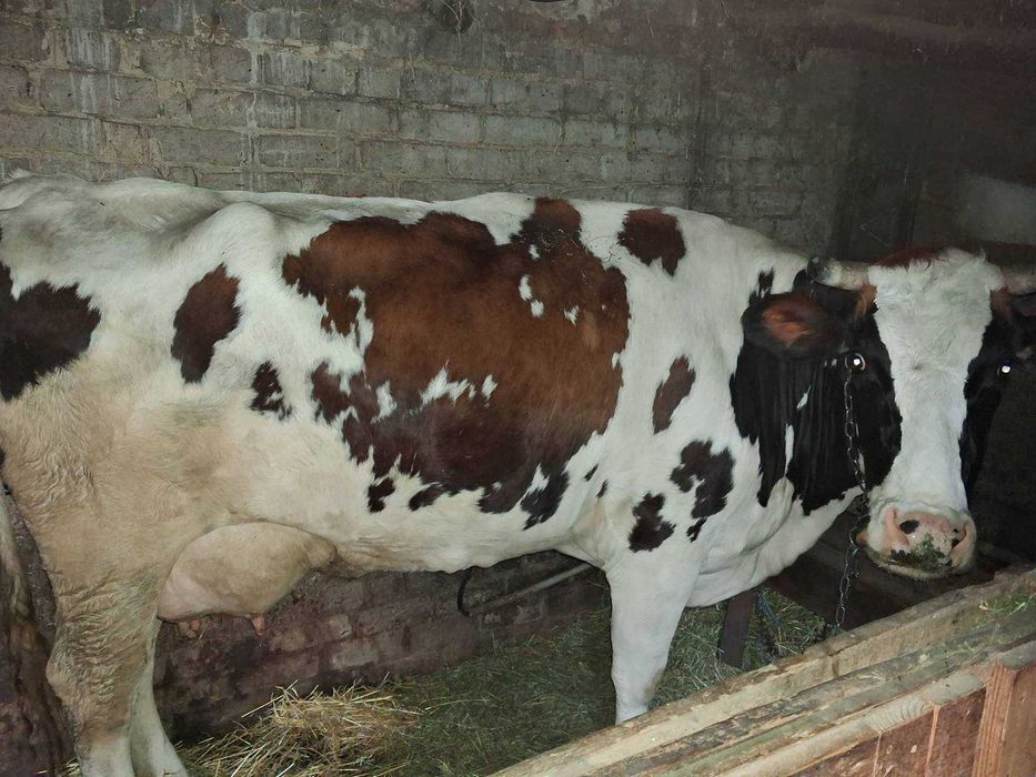 Корова Сіменталка після двох отелів