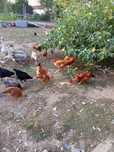 Animais de quinta