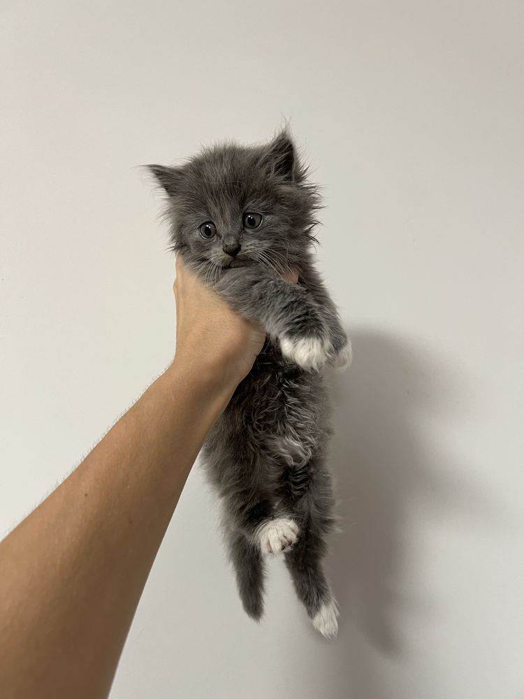 Кошенятка у хороші ручки)