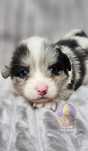 Lucien & Lèo**Welsh Corgi Cardigan **Chłopczyk Merle**Do Rezerwacji