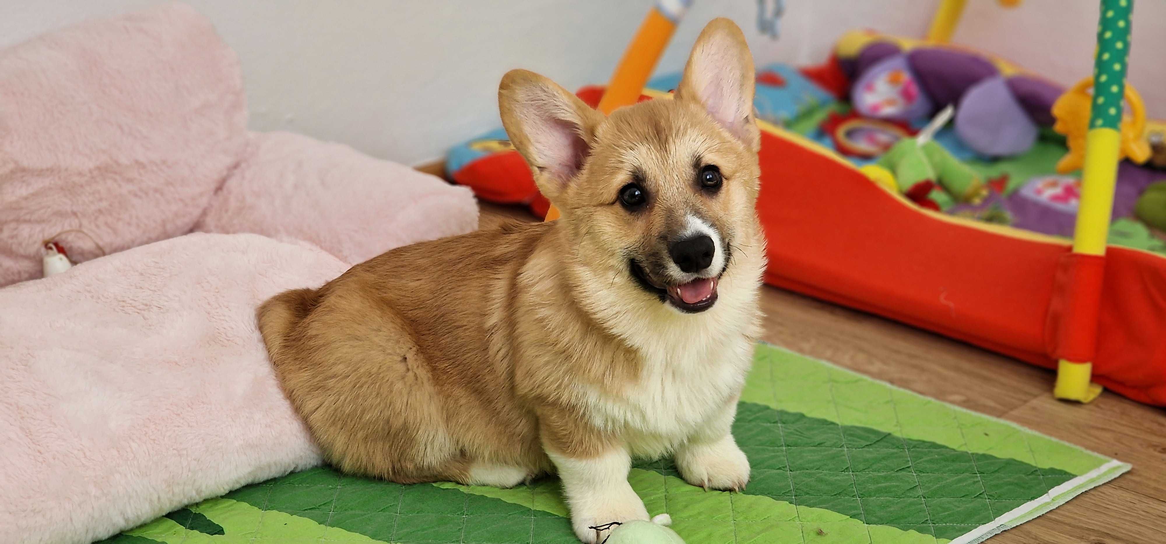 Welsh Corgi Pembroke, Naturalny Bobtail, piesek