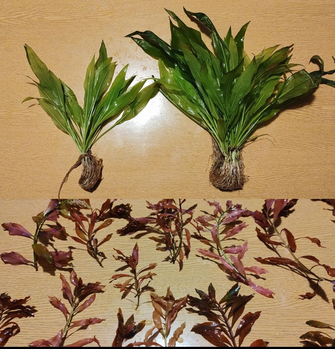 Rośliny akwariowe - żabienica, ludwigia czerwona