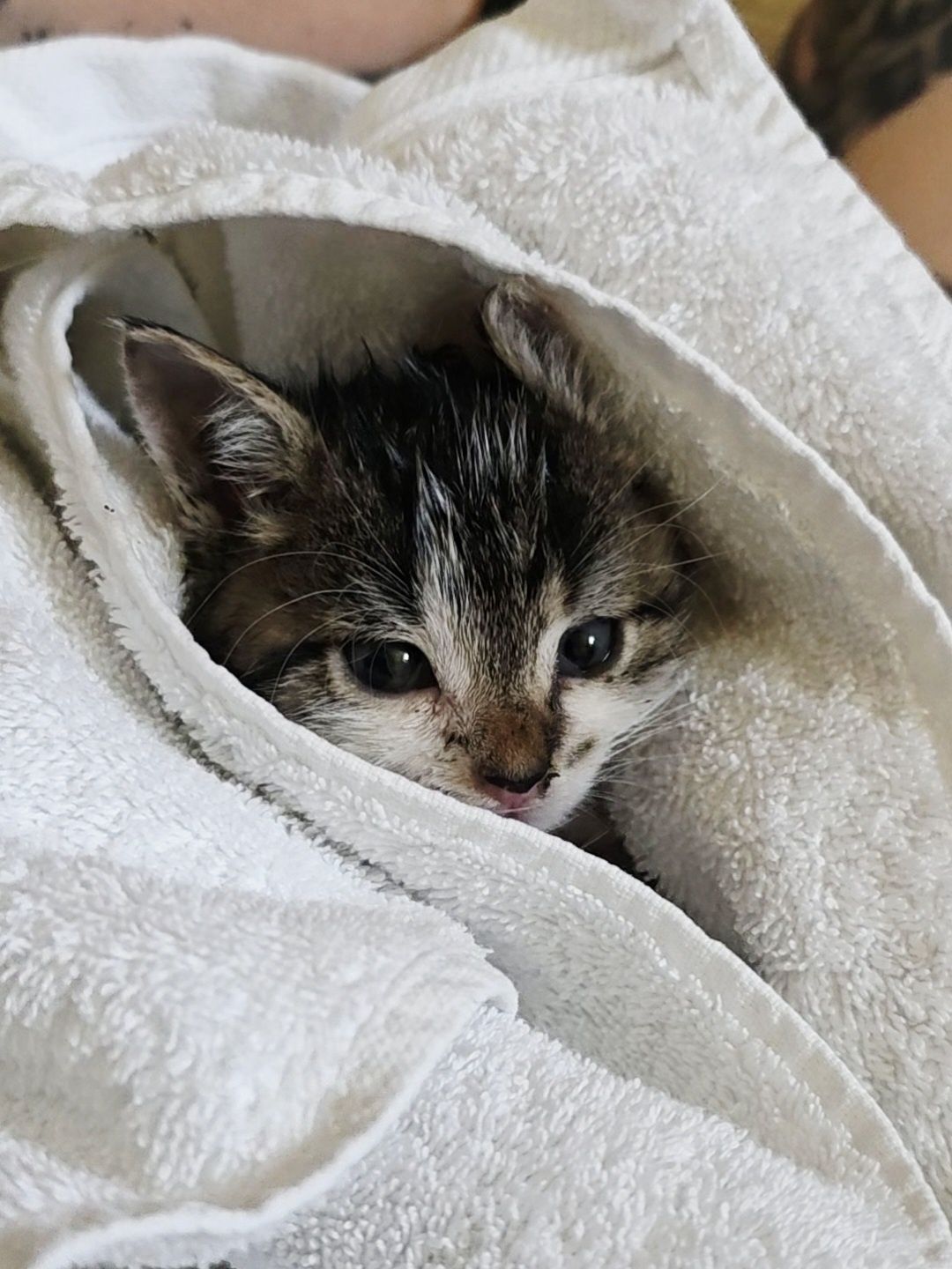 Dwa maluszki do adopcji w dwupaku