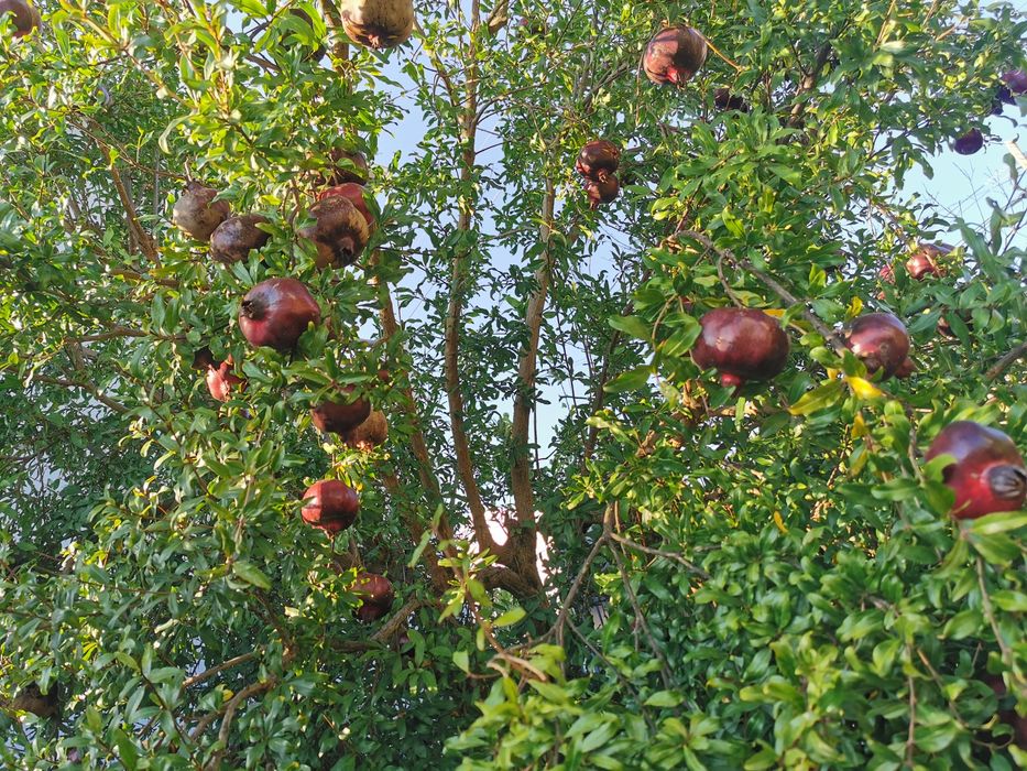Romã diospiro fruto biológico