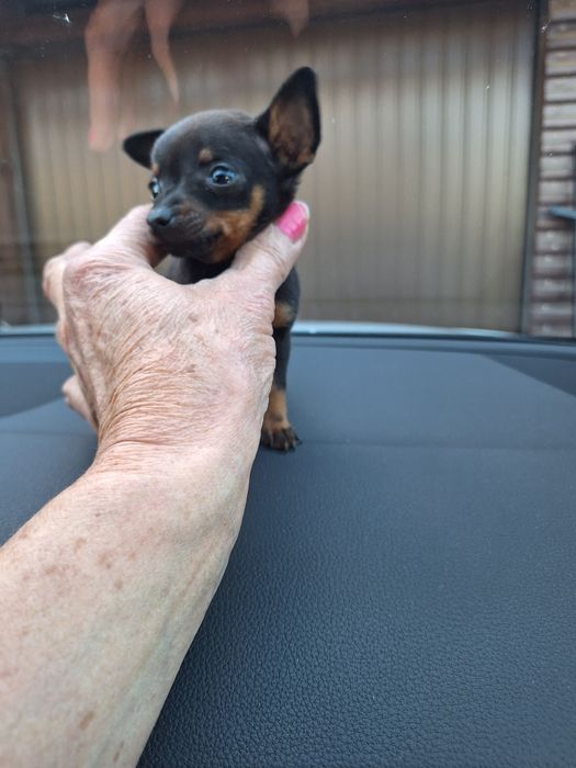 Ratlerek krysalik prawdziwa unikatowa miniaturka